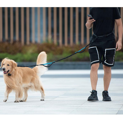 Hands Free Bungee Dog Leash